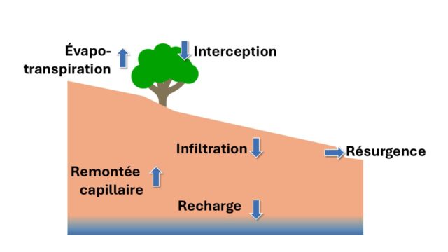 Schéma des flux du cycle de l'eau verte