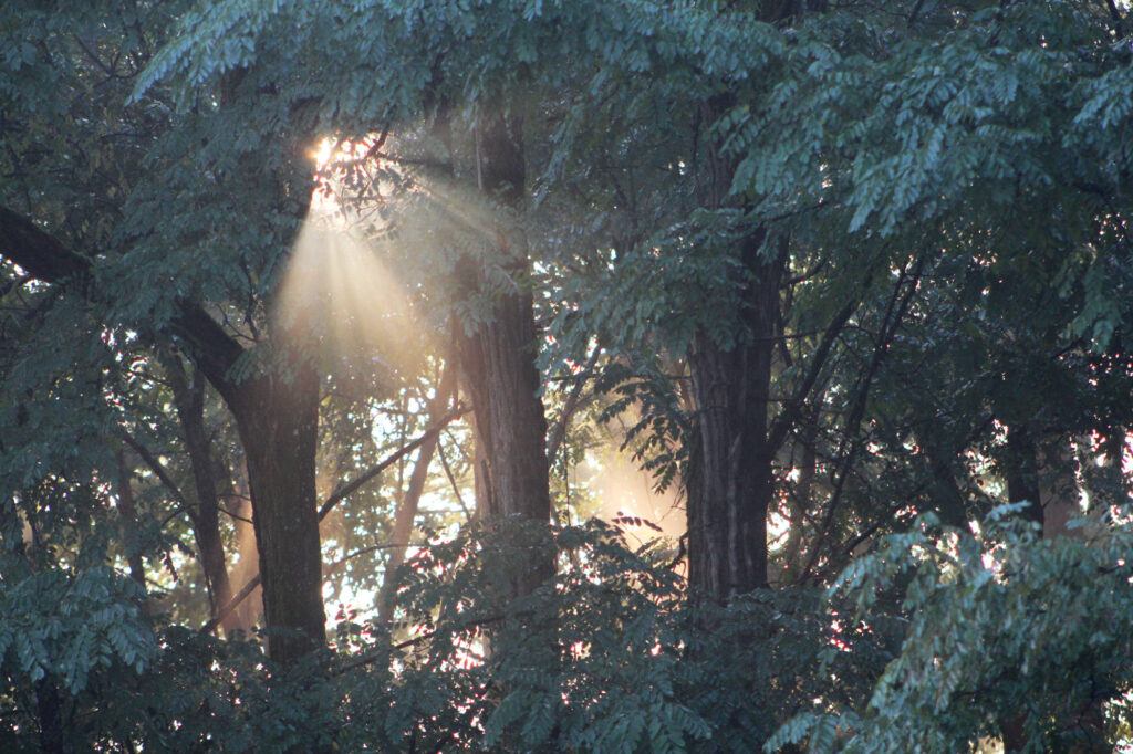 Rayon de soleil dans la Forêt