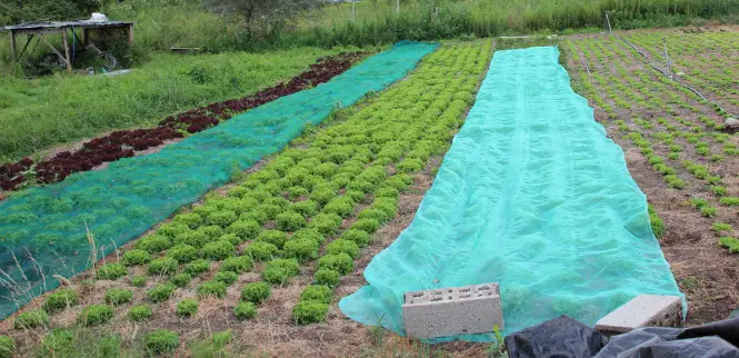 Filets d'ombrage en plein champ pour retenir l'humidité. Ferme agroécologique du marais.